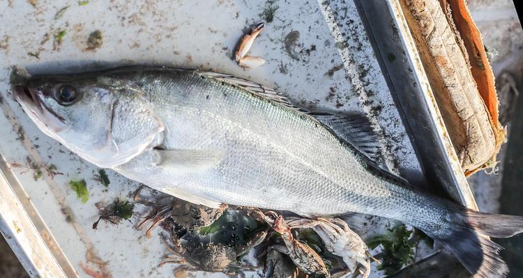 船钓鲈鱼最佳方法和技巧是什么？如何提高钓鲈鱼的成功率？  第2张