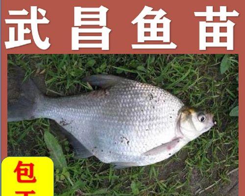 垂钓鳊鱼及鲂鱼的技巧是什么？如何提高垂钓成功率？  第2张